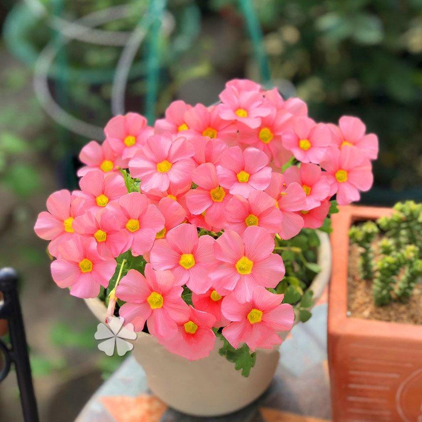 现货 Oxalis obtusa apricot cream杏仁奶油秋植酢浆草种球-图2