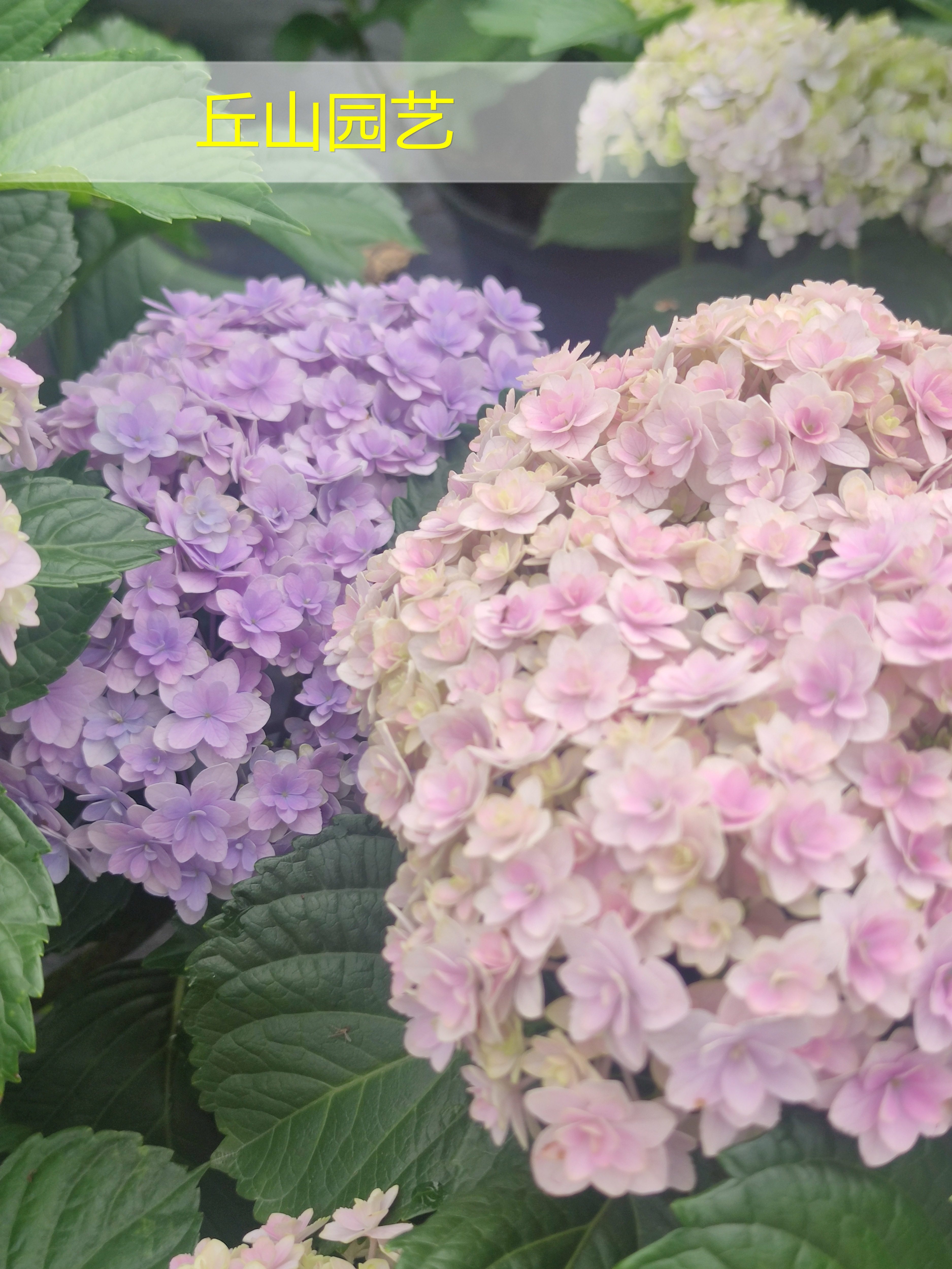 绣球一加仑,淘宝优惠券,粉丝福利购,淘宝优惠卷