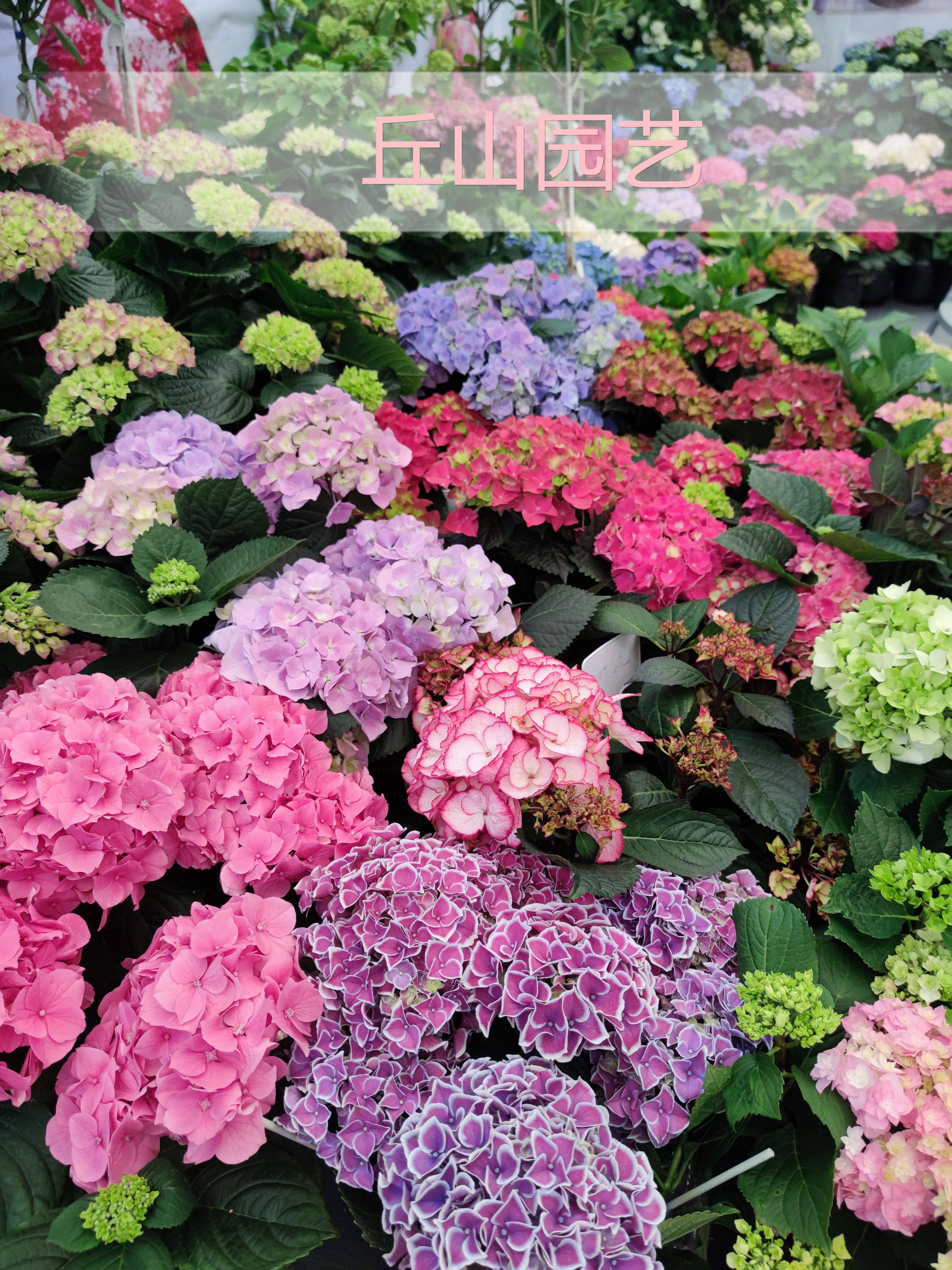 绣球一加仑,淘宝优惠券,粉丝福利购,淘宝优惠卷