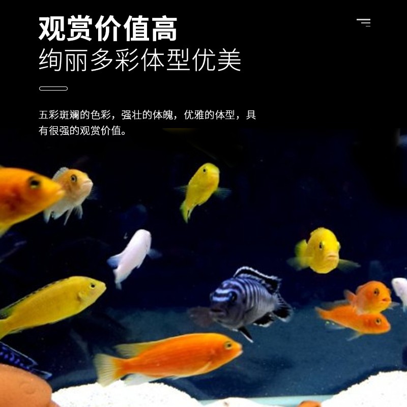 三湖慈鲷马鲷鱼坦鲷杂鲷淡水台系纯种孔雀岩栖小型热带观赏鱼群游 - 图0