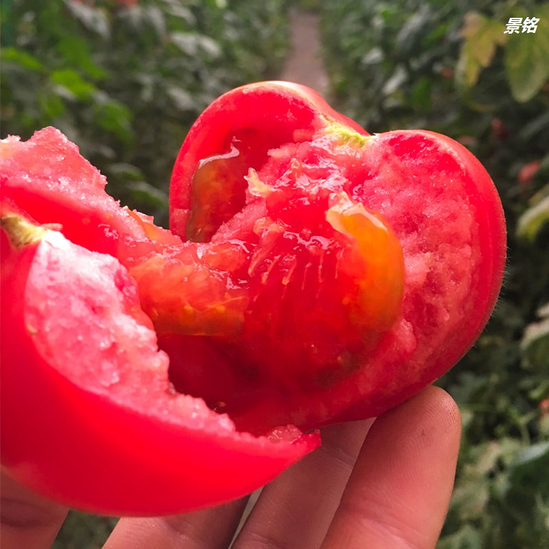 普罗旺斯西红柿新鲜自然熟水果番茄沙瓤生吃西红柿圣女果5斤-图0