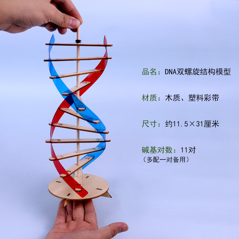 DNA分子结构模型双螺旋结构拼装材料包DIY自制制作STEAM教育碱基对核酸染色体生物学实验仪器器材教学仪器 - 图0