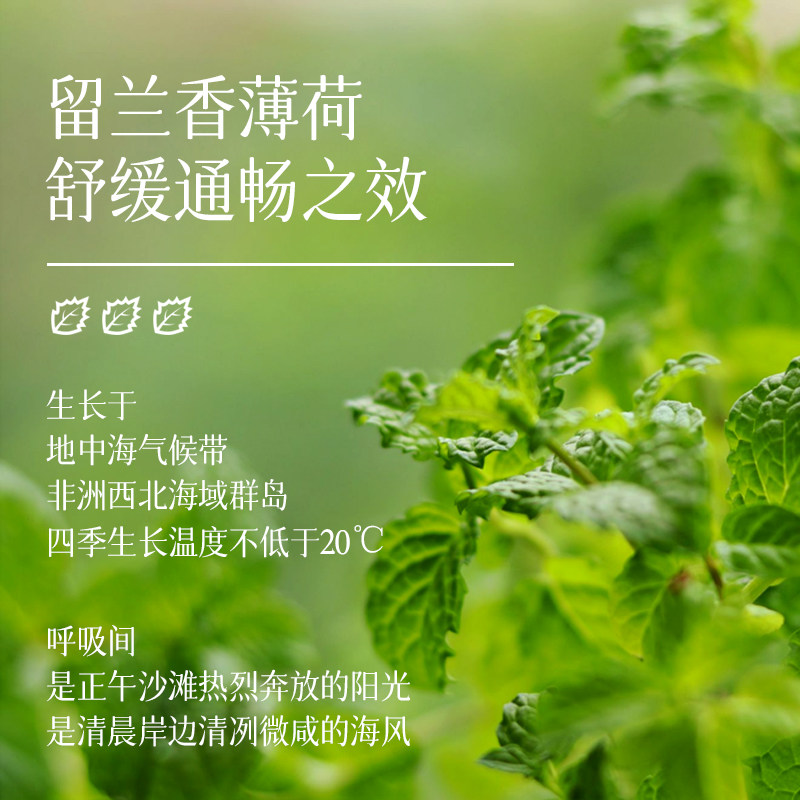 【新品】好分贝森呼吸道茶树助绿薄荷 NaturesAnswer海外香熏精油