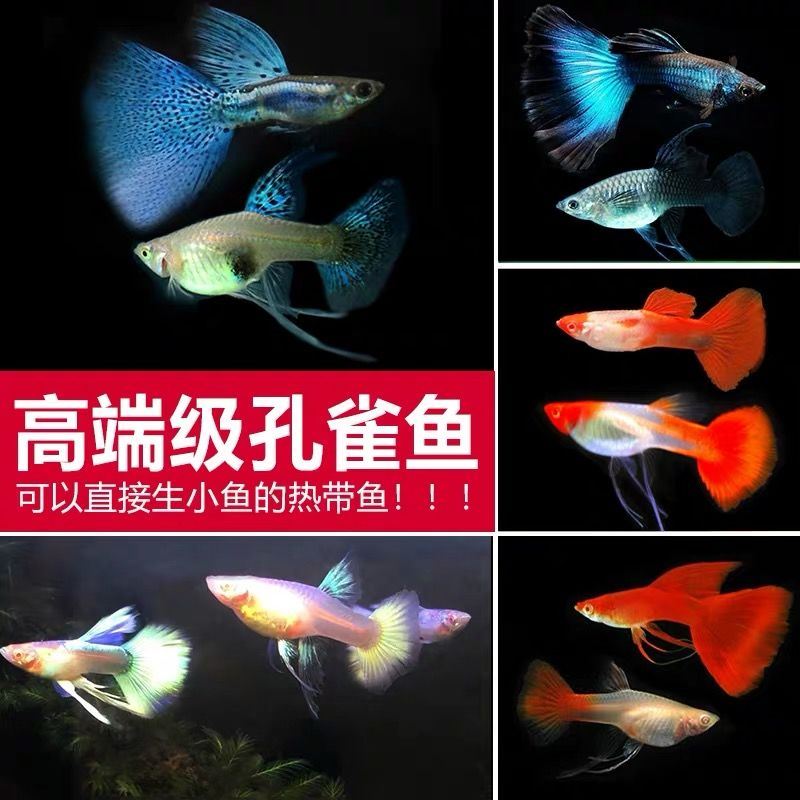 下崽狂魔鱼孕母孔雀鱼纯种怀孕母鱼观赏鱼鱼苗繁殖快的鱼淡水-图1