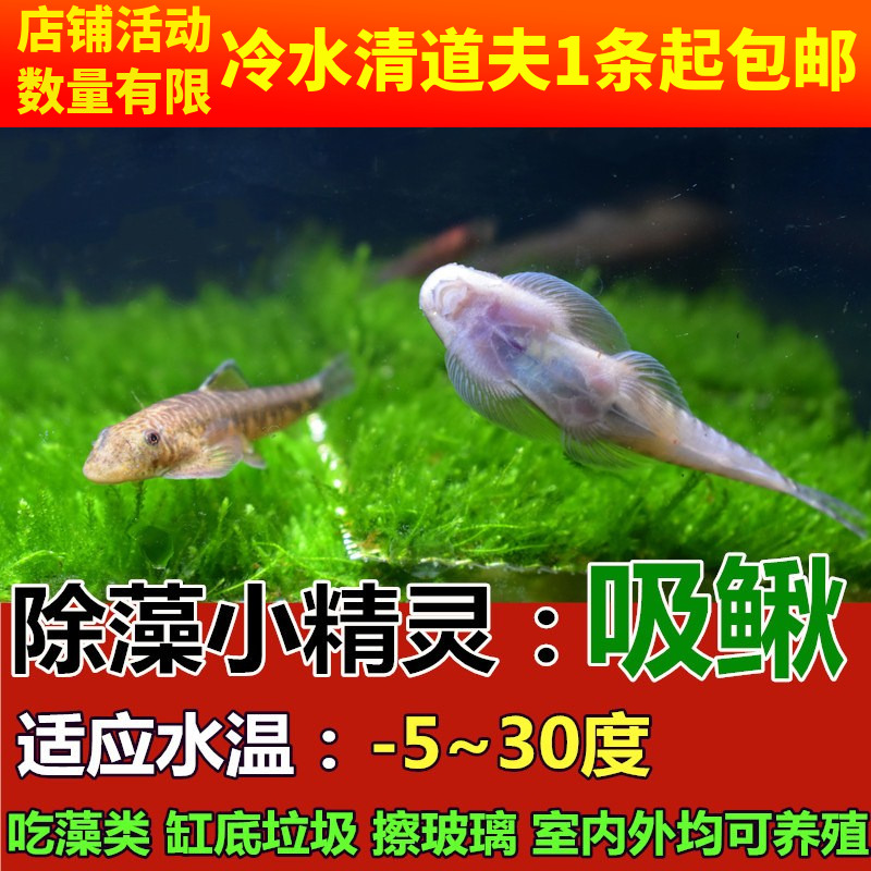 冷水清道夫吸鳅爬岩鳅观赏鱼冷水鱼鳑鲏鱼常年不加温观赏鱼原生鱼 - 图0