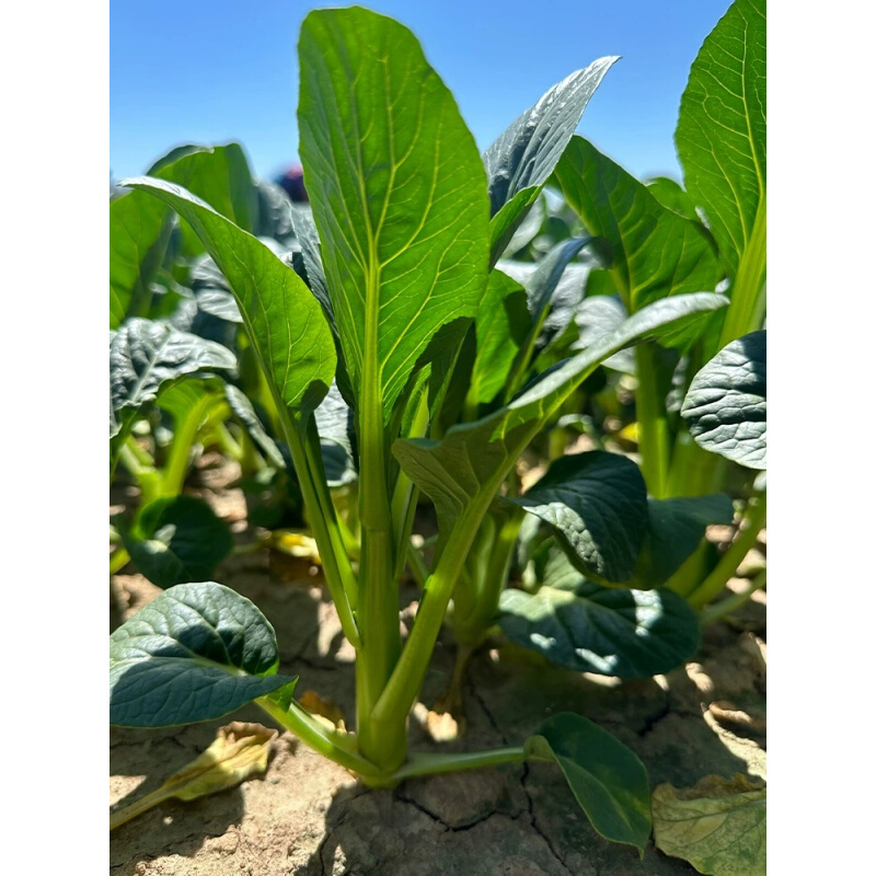 早熟甜脆多芽白菜苔种子杂交四季菜薹种籽甜软白菜心盆栽蔬菜种子 - 图1