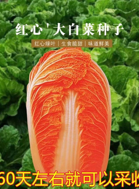 火凤凰白菜种子十八斤白菜种子高产早熟大白菜种孑秋冬季蔬菜种子