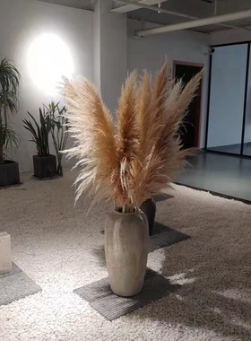 网红精品公蒲苇干花花束橱窗摆件婚庆布置拍摄道具超大芦苇永生花