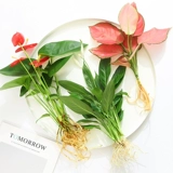 Гидропонное растение зеленые растения Гидравлический гидравлический белый пальмот горшок горшок с бамбуком бамбук зеленый укроп. Четыре сезона богатых воды и богатых.