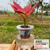 Руйя королева крытая гидропоновая красная горшечная растение