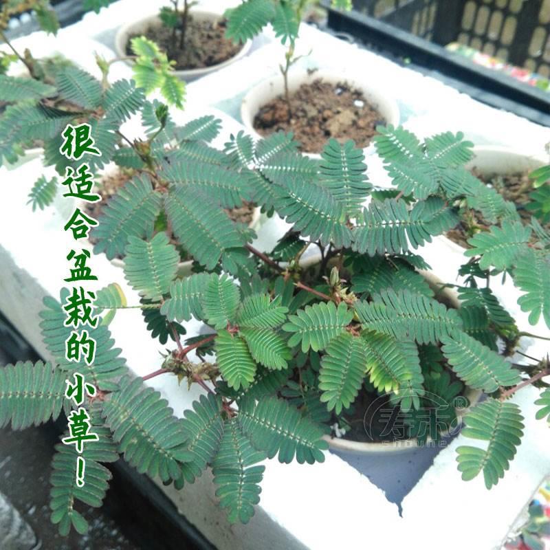 害羞草种子含羞草盆栽植物阳台绿植花卉种子薄荷种籽四季易种包邮 - 图1