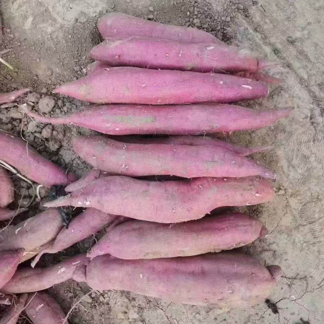 【产地现挖】巴马长寿村红心蜜薯 新鲜沙地瓜山芋,淘宝优惠券,粉丝福利购,淘宝优惠卷