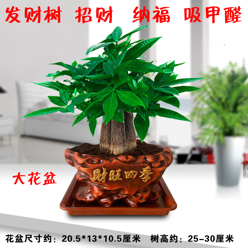 发财树盆栽室内花卉小盆景植物摇钱树花苗客厅花卉绿植吸甲醛植物 - 图2