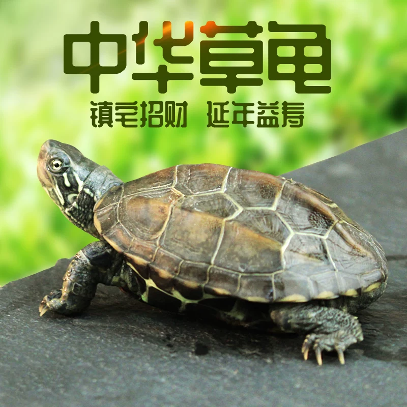 �