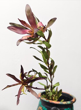高端进口木百合永生干花花材