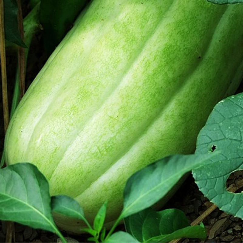 青龙菜瓜种苗脆瓜梢瓜种籽甜脆汁多味清香生食凉拌腌制水果种孑 - 图2