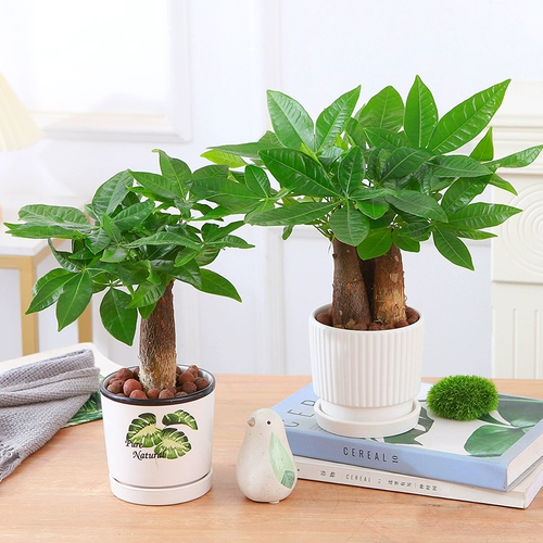 Дерево изготовления в крытый горшок с зеленым растением цветы гидропонный завод зеленый луо Вэньчжу четыре сезона хорошая подача офиса настольный столик