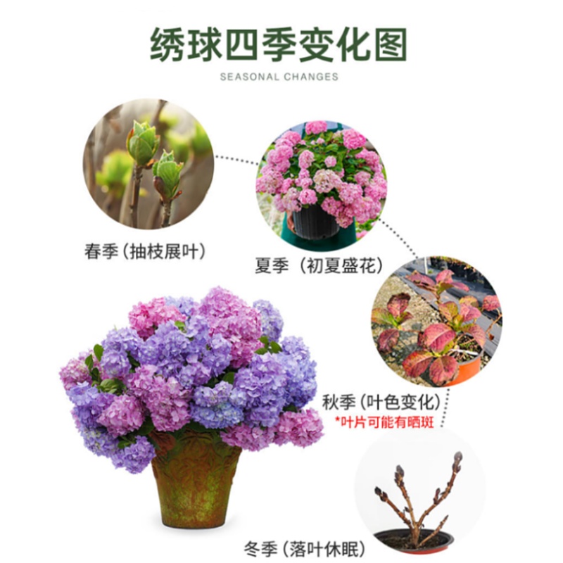 绣球花苗植物无尽夏开花好养的花四季不断盆栽花卉植物室内易养活 - 图2