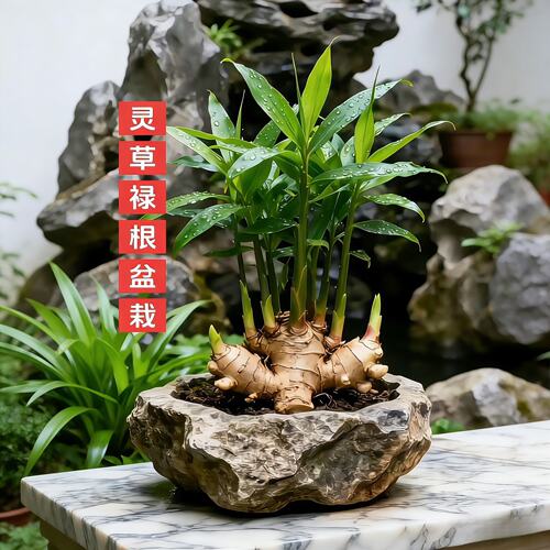 请叫我禄根盆栽带芽灵草好养生姜盆栽植物办公室内桌面小绿植盆景 - 图0