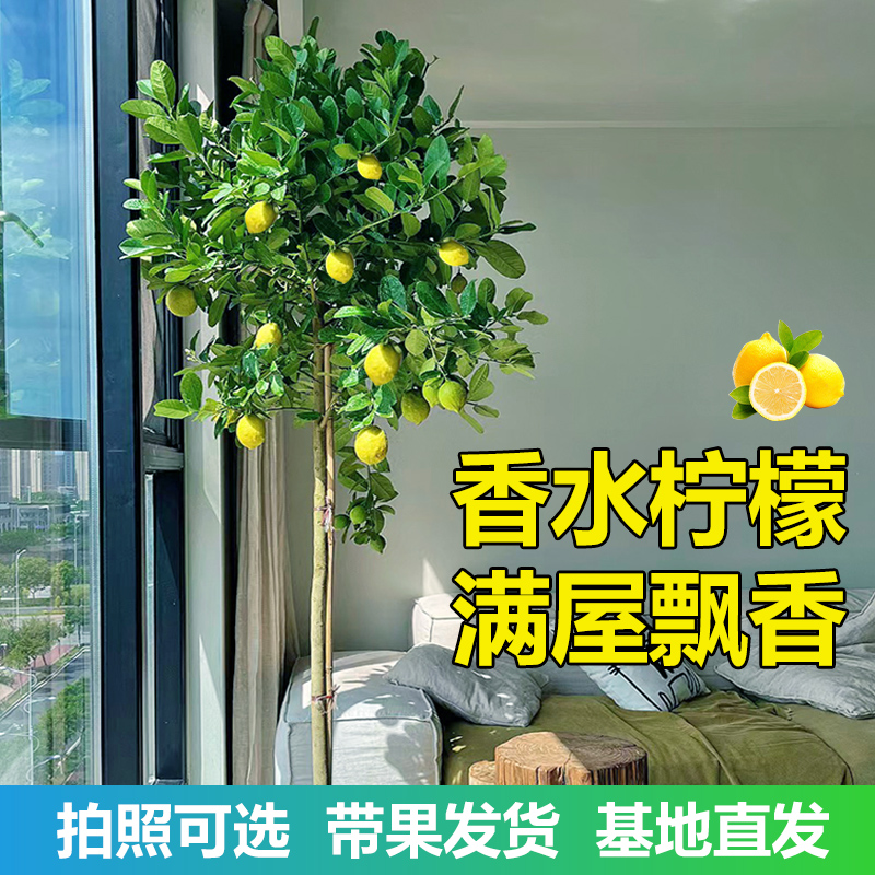 香水柠檬树盆栽带果四季可食用旺宅绿植室内大型植物客厅网红树苗 - 图0