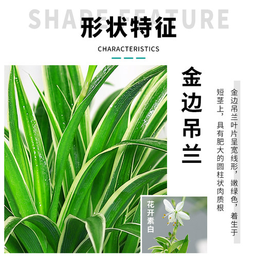 金边吊兰盆栽花卉植物室内花阳台净化空气净空气绿植水养水培垂吊 - 图0