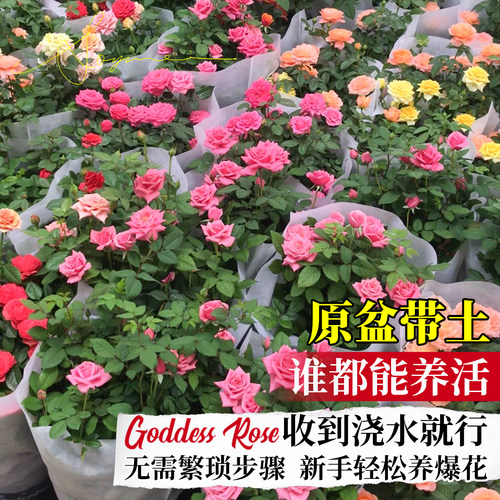 玫瑰花苗浓香特大花带花苞花卉绿植物室内外庭院阳台盆栽蔷薇月季 - 图1
