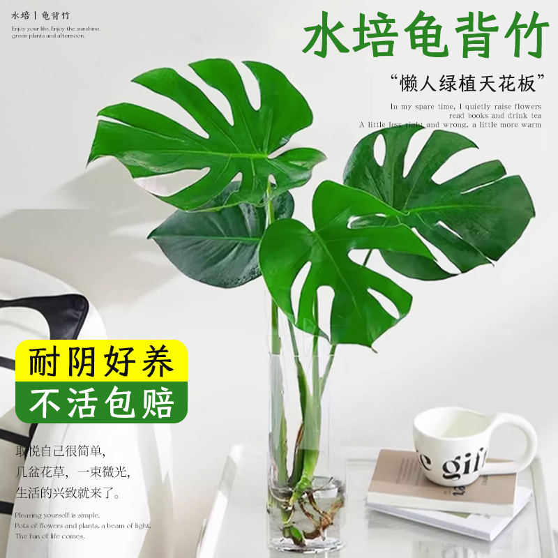 龟背竹水培植物室内好养绿植老桩客厅大叶盆栽除甲醛富贵竹天堂鸟