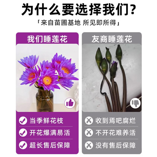紫色睡莲鲜花云南基地直发鲜切花花束荷花莲花水培植物带花苞插花 - 图1