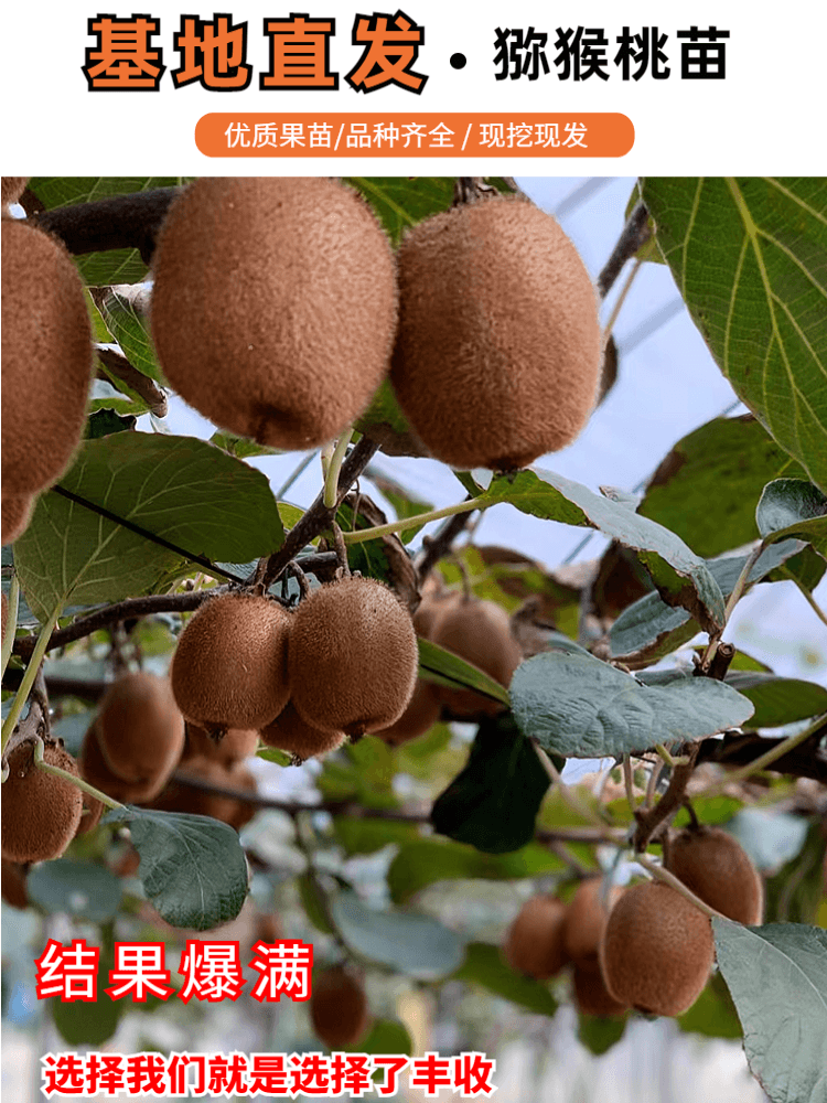  爱你一万年果树