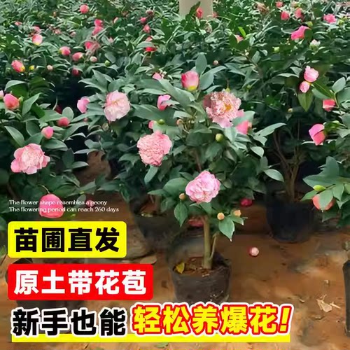 茶花树苗四季香妃开花卉盆栽易活山茶花带花苞特大号庭院耐寒耐冬 - 图2