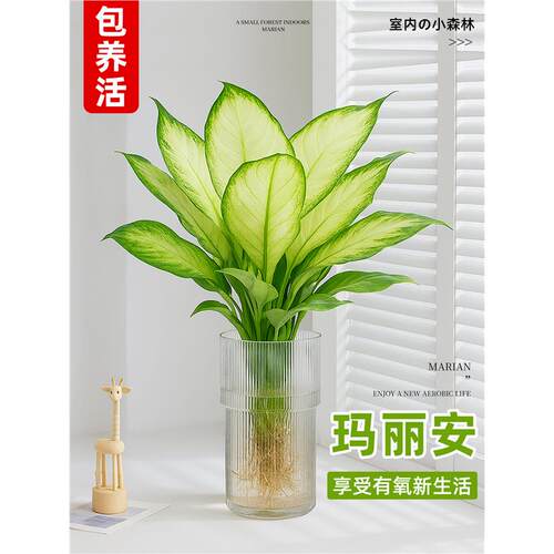 玛丽安盆栽万年青好养水培植物室内富贵竹四季客厅好养活净化空气 - 图0