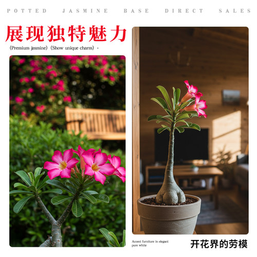 沙漠玫瑰盆栽重瓣带花苞特大号多肉植物室内绿植精品十年老桩盆景 - 图1