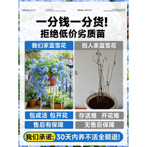 蓝雪花盆栽带花苞大苗棒棒糖阳台花卉绿植物四季开花好养独杆老桩 - 图0