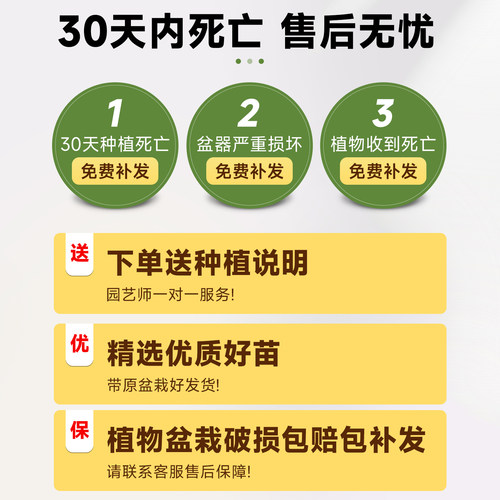 满天星盆栽带花秋季适合种的花种子植物室内好养四季客厅花卉绿植 - 图3