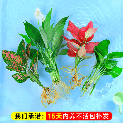 水培植物室内好养绿植鱼缸水草和鱼共养绿萝富贵竹铜钱草造景专用 - 图3