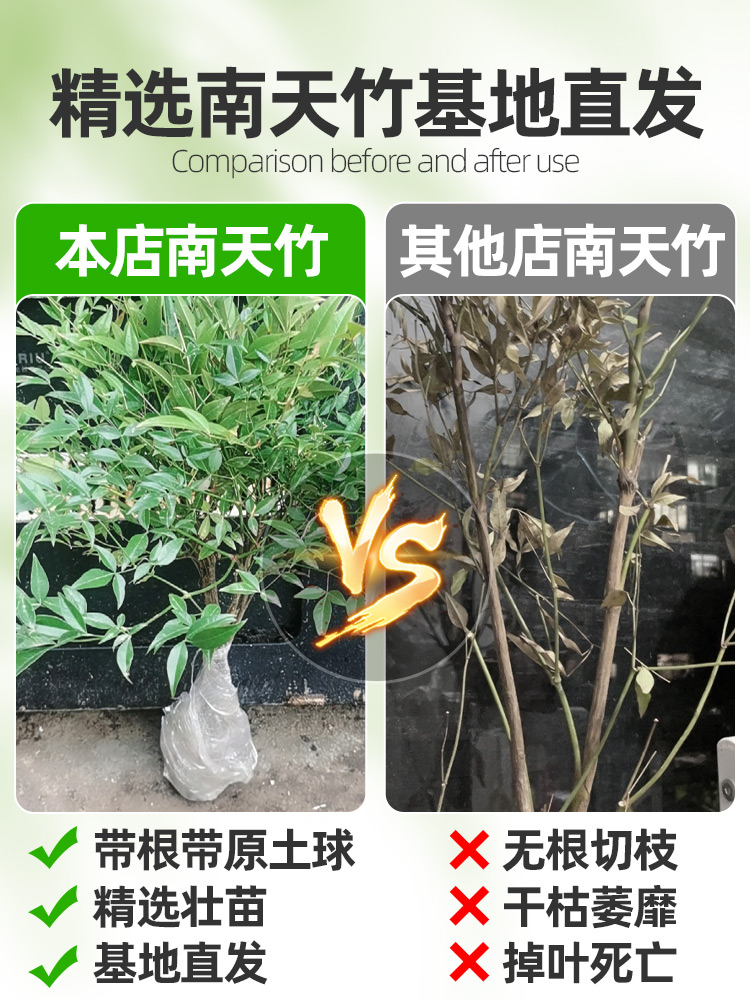 南天竹盆栽客厅水养火焰南天竹树苗水培植物落地老桩带根绿马醉木 - 图1