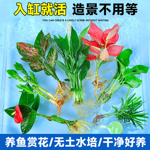 水培植物室内好养绿植鱼缸水草和鱼共养绿萝富贵竹铜钱草造景专用 - 图0