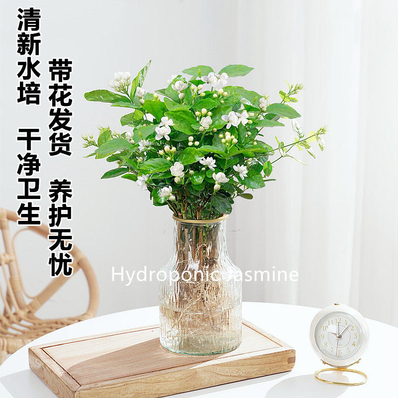 水培带花苞四季开花水培室内茉莉花 爱你一万年花卉