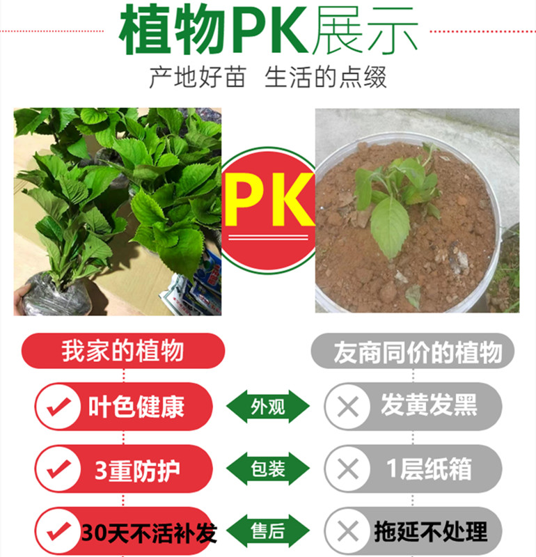 无尽夏绣球花苗盆栽带花苞四季开花卉绿植物室内阳台庭院老桩鲜花 - 图0