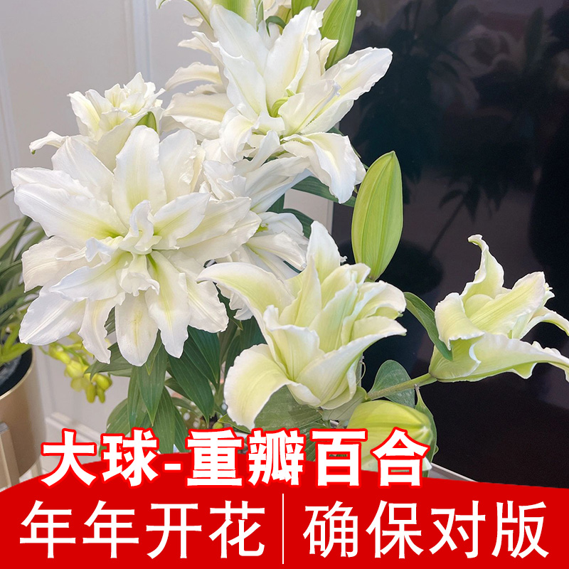 进口重瓣香水百合种球亚洲otla四季盆栽球根苗花卉植物室内花种子 - 图3