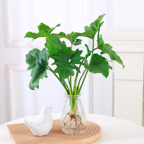 水培植物春羽盆栽蔓绿绒室内龟背竹春雨绿植常青绿萝好养办公桌面 - 图2