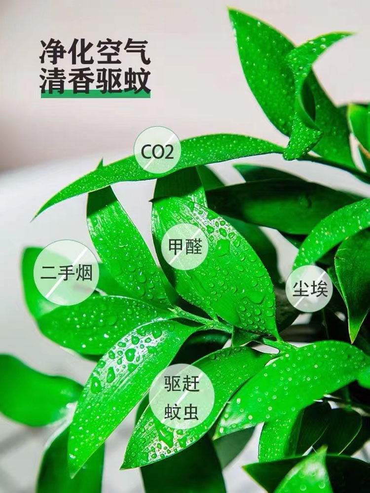 水培驱蚊竹柏夏季室内防蚊草植物水养绿植花卉小盆栽四季好养易活