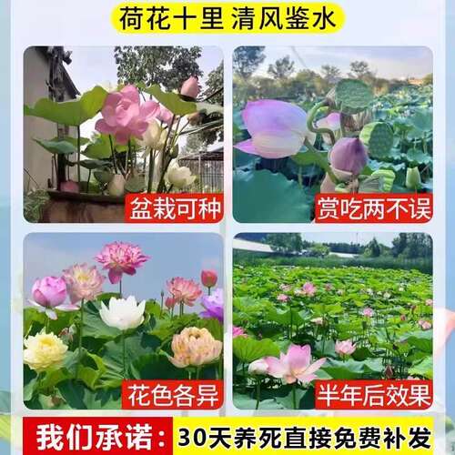 荷花盆栽莲花藕苗四季观赏荷花藕种水培植物池塘花卉睡莲莲藕苗种 - 图3