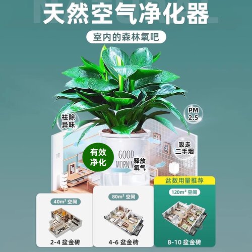 大叶金钻绿公主盆栽带花苞绿萝水培植物室内花卉桌面绿植四季好养 - 图2