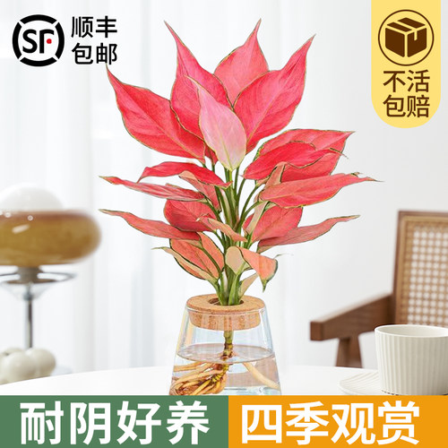 吉利红水培如意皇后室内盆栽植物发财树净空气小绿植四季好养花卉 - 图0