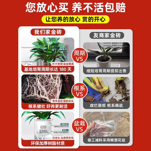 大叶金钻绿公主盆栽带花苞绿萝水培植物室内花卉桌面绿植四季好养 - 图0