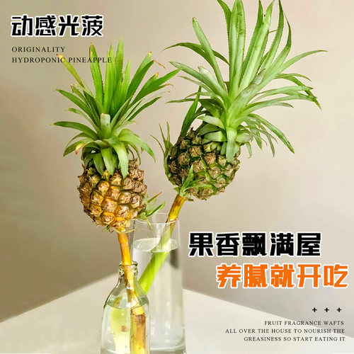 禁止蕉绿香蕉banana网红菠萝水培植物桌面绿植办公室水果凤梨芭蕉 - 图1