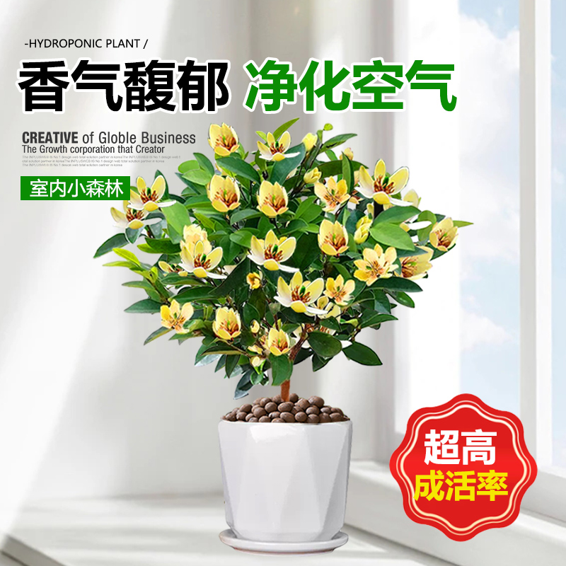 含笑花盆栽树苗带花苞香蕉花浓香室内外阳台庭院地栽四季开花植物-图2