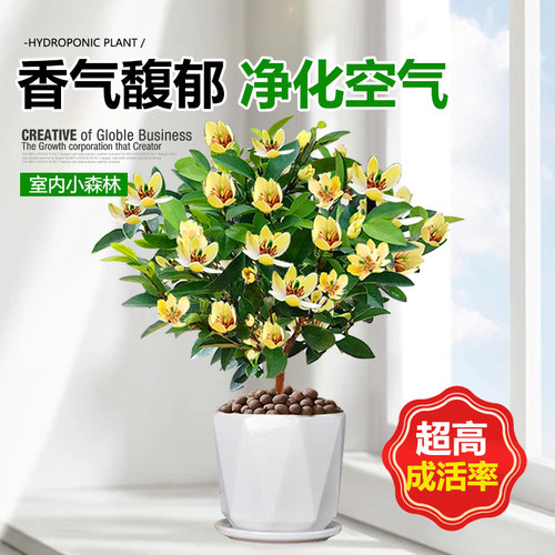含笑花盆栽树苗带花苞香蕉花浓香室内外阳台庭院地栽四季开花植物 - 图2