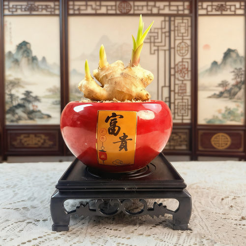 请叫我禄根盆栽带芽灵草好养生姜盆栽植物办公室内桌面小绿植盆景 - 图3